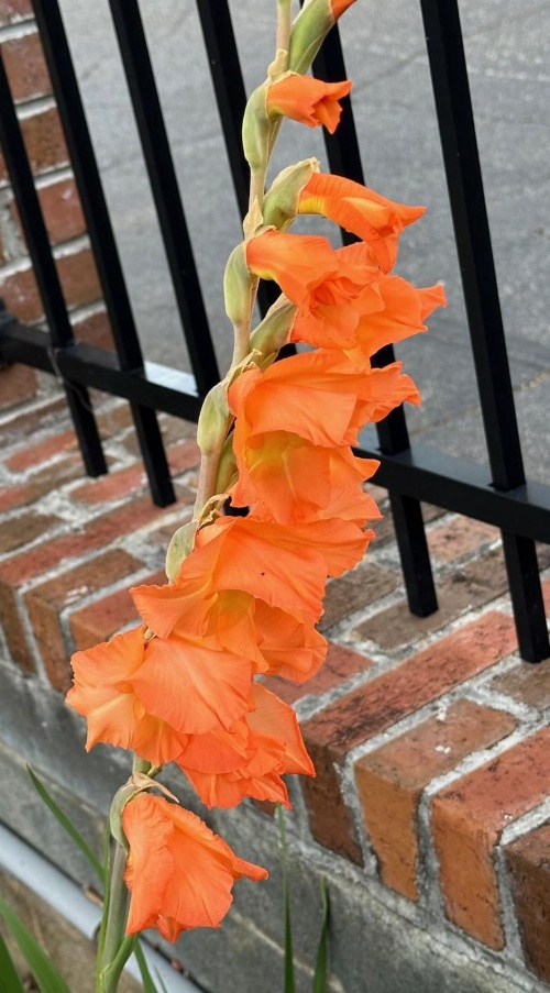 NATION'S INN of Wake County - Raleigh Crabtree image 1