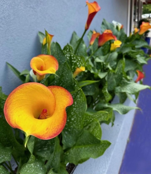 NATION'S INN of Wake County - Raleigh Crabtree image 26